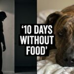 He Refused to Leave”: The Heartbreaking 10-Day Vigil of a Dog Who Loved Until the End