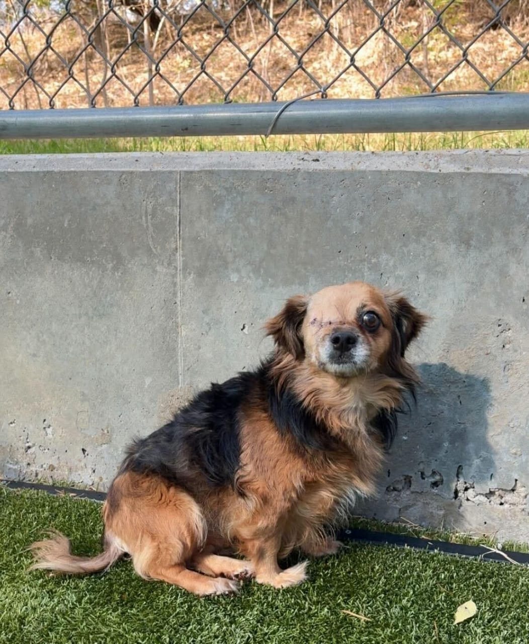 Coco’s Second Chance — Moments From Death