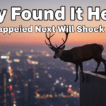 Unbelievable! This Magnificent Deer Was Trapped on a City Rooftop — Its Heroic Rescue Will Leave You Speechless